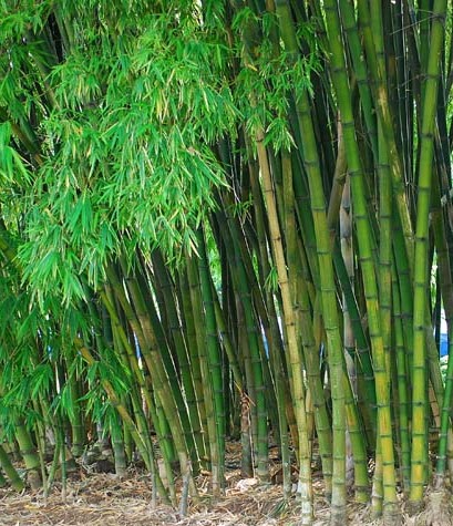 Dendrocalamus membranaceus